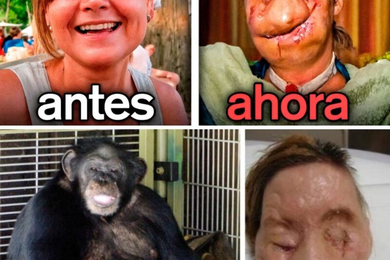 ¡EL HORROR QUE NADIE PUDO DETENER! El chimpancé que criaron como hijo le arrancó la cara a su mejor amiga en un ataque de locura salvaje… ¿Qué pasó realmente ese día fatídico?