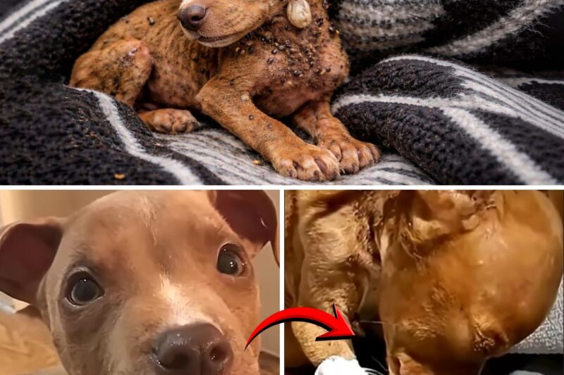 ¡Un cachorro en los huesos, cubierto de garrapatas que le chupan la sangre, luchando por sobrevivir!