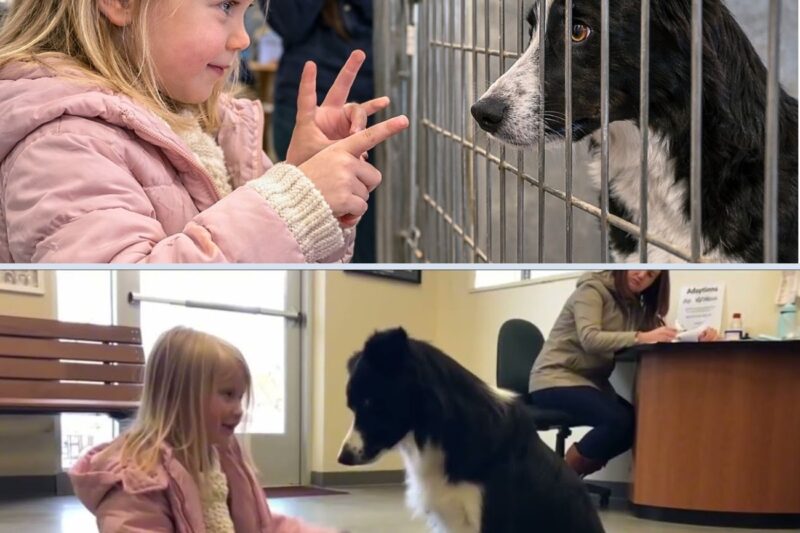 Una niña que no podía hablar miró al perro adoptado… Lo que sucedió a continuación dejó a todos sin palabras.