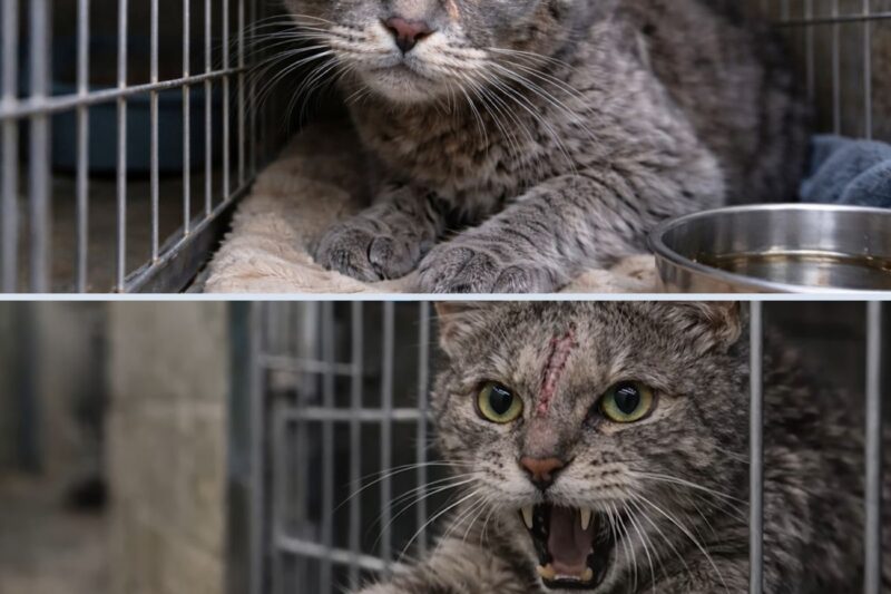 Nadie quería adoptar a este gato, hasta que un voluntario se percató de algo.